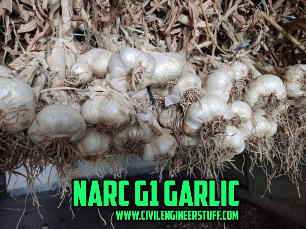 Why Narc g1 garlic is so expensive in Pakistan